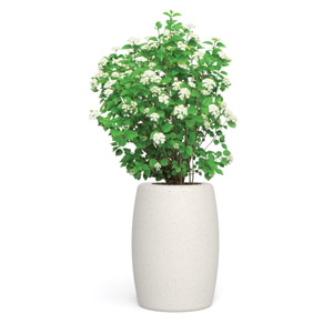 Pegaso Planter by Bellitalia